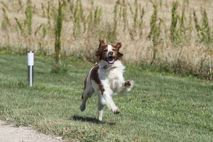 Pet Friendly 113 of 134