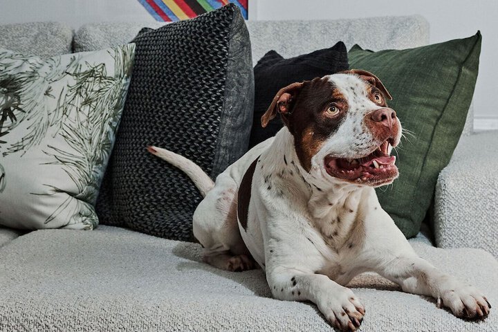 Pet-friendly