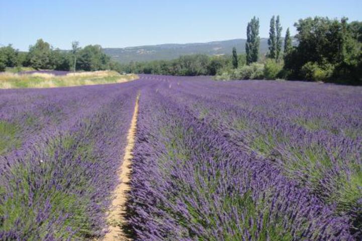 General 25 of 38