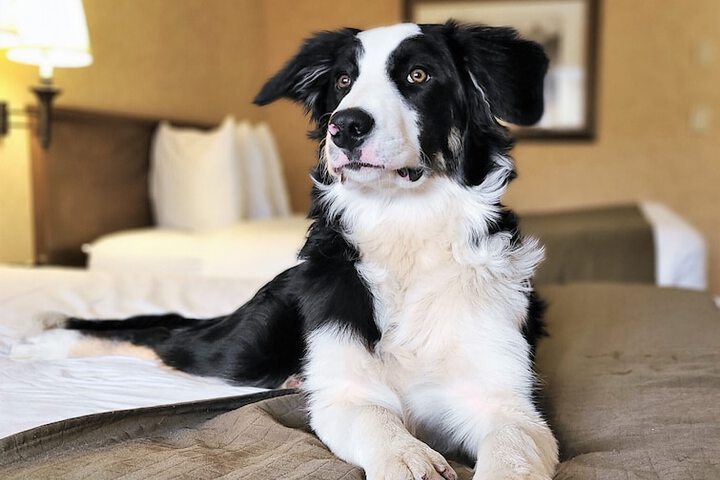 Pet Friendly 35 of 42