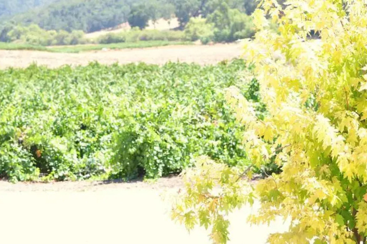 VILLA VINO AT POALILLO VINEYARDS