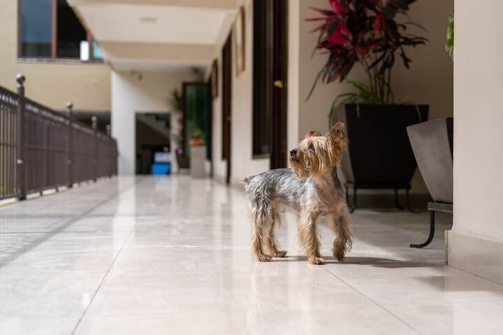 Pet-friendly