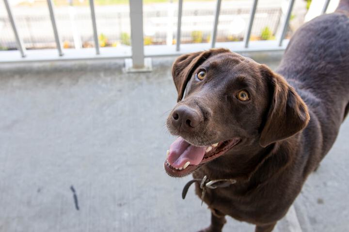 Pet Friendly 14 of 17