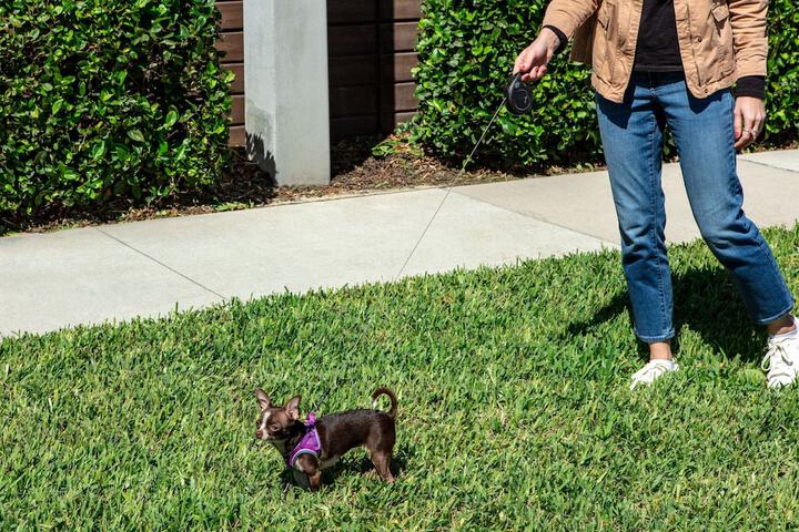 Pet-friendly