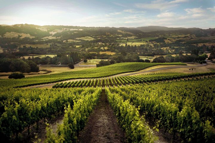 Vineyard