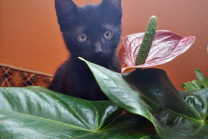 Pet Friendly 38 of 55