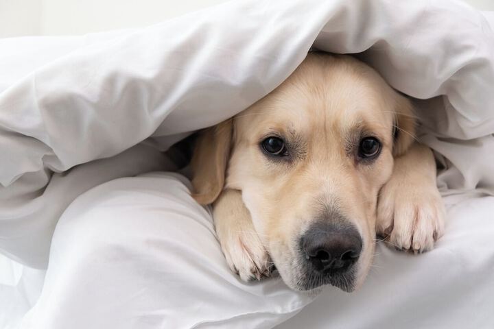 Pet-friendly