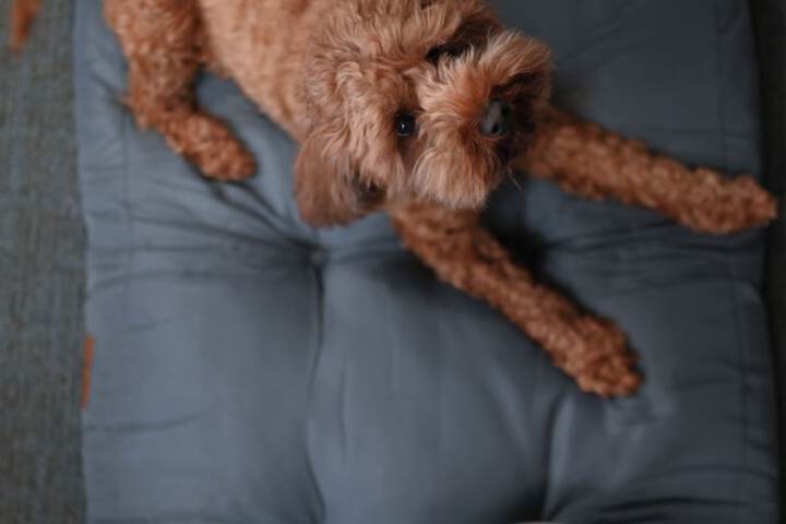 Pet Friendly 65 of 115