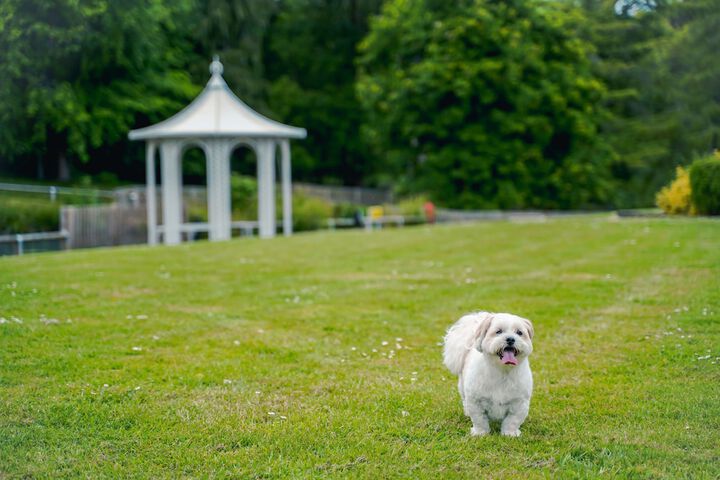 Pet Friendly 94 of 156