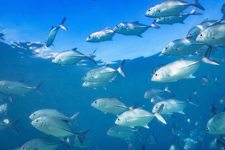 Property Grounds 77 of 96