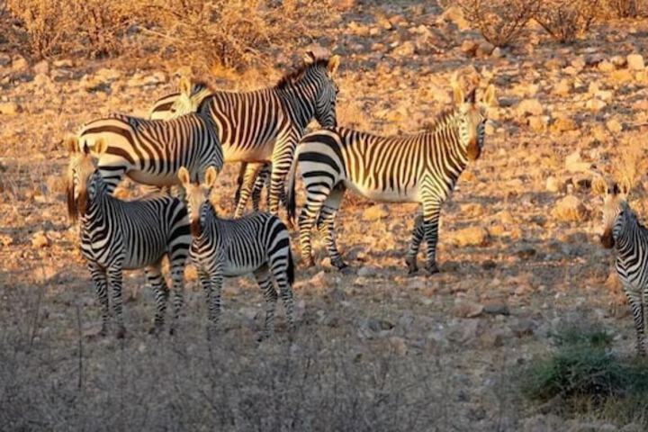 Game viewing