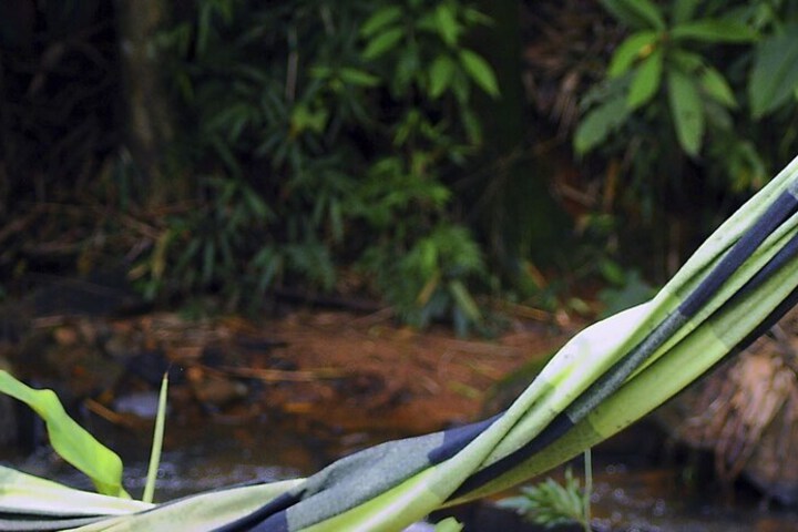 AGUAS DA MATA