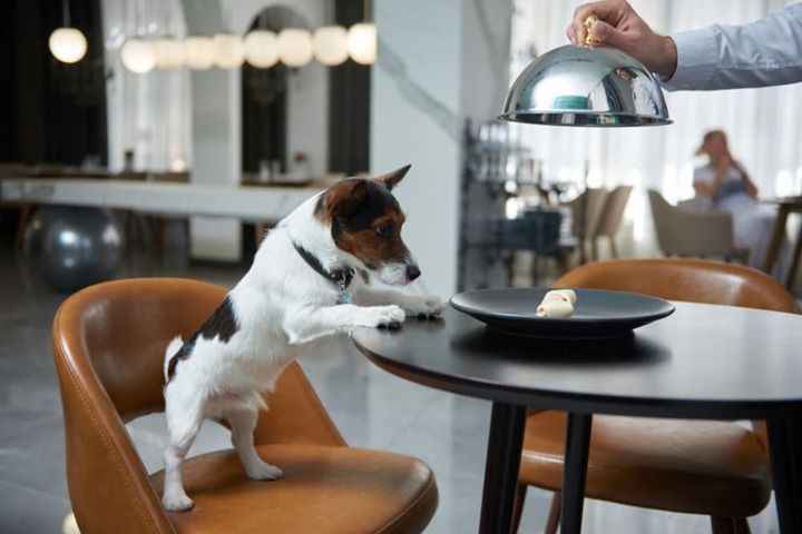 Pet Friendly 47 of 67