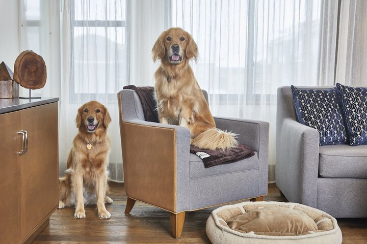 Pet-friendly