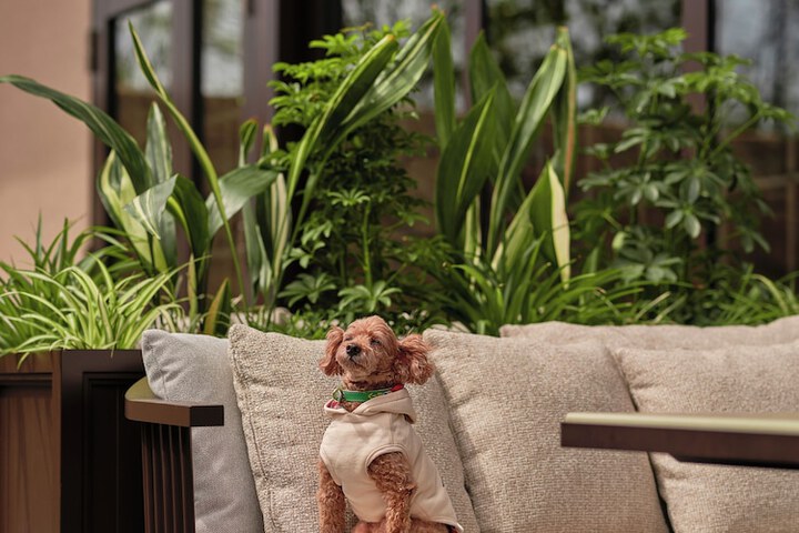 Pet Friendly 54 of 82
