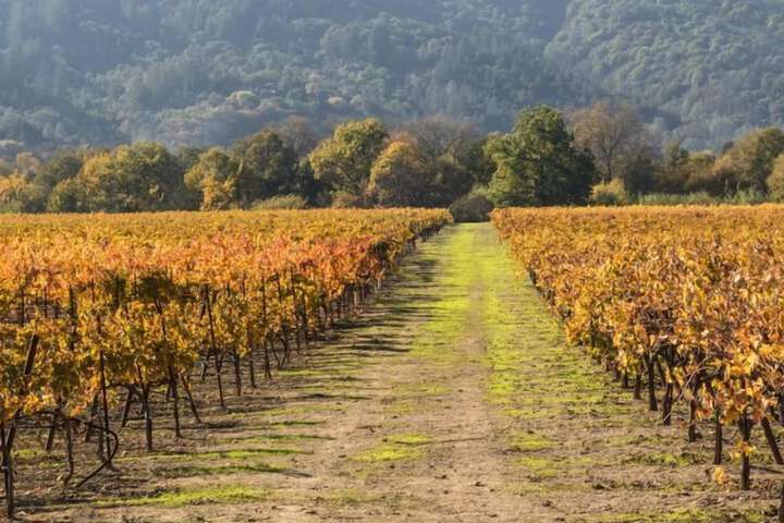 Vineyard