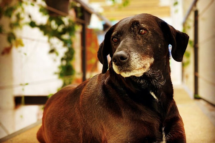 Pet Friendly 58 of 96