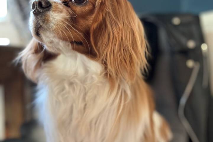 Pet Friendly 66 of 104