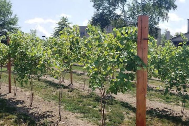 Vineyard