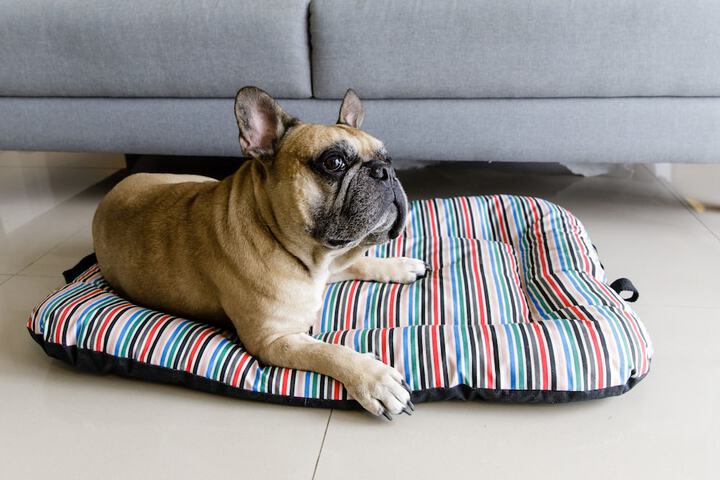 Pet-friendly