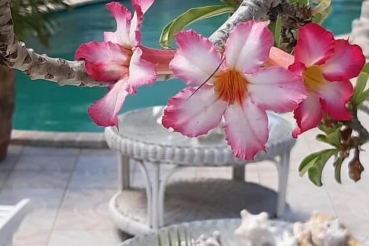 Chez Lilly in Oranjestad
