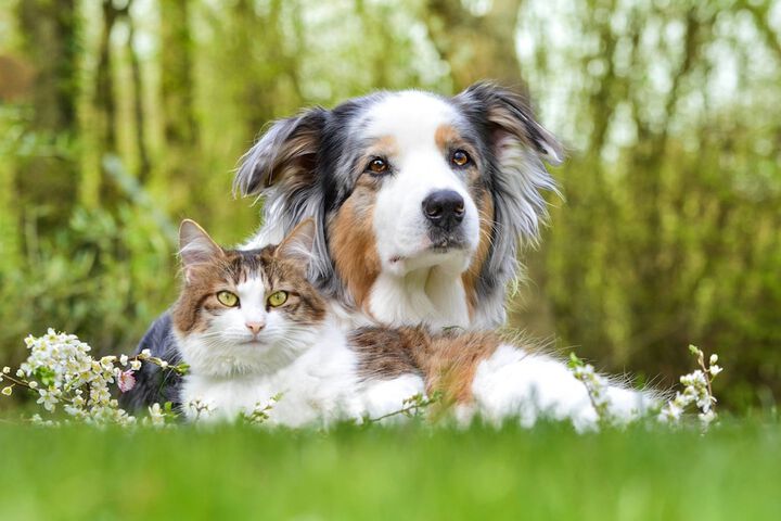 Pet-friendly