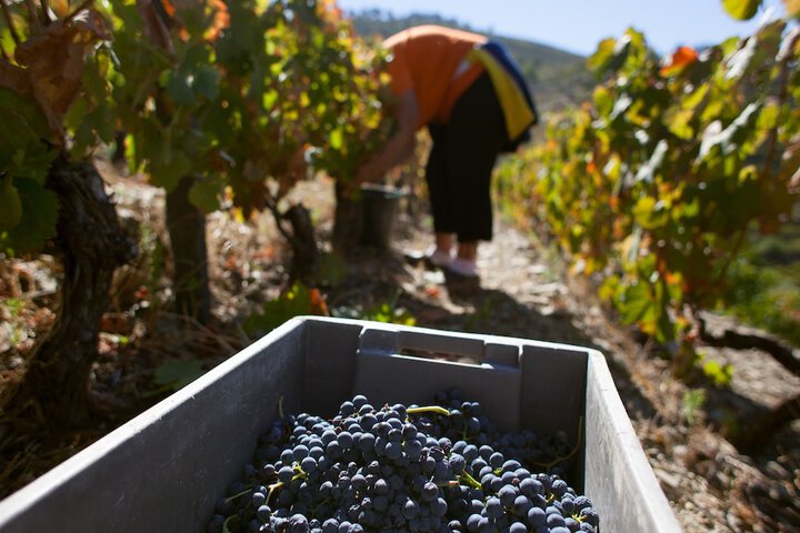 Winery