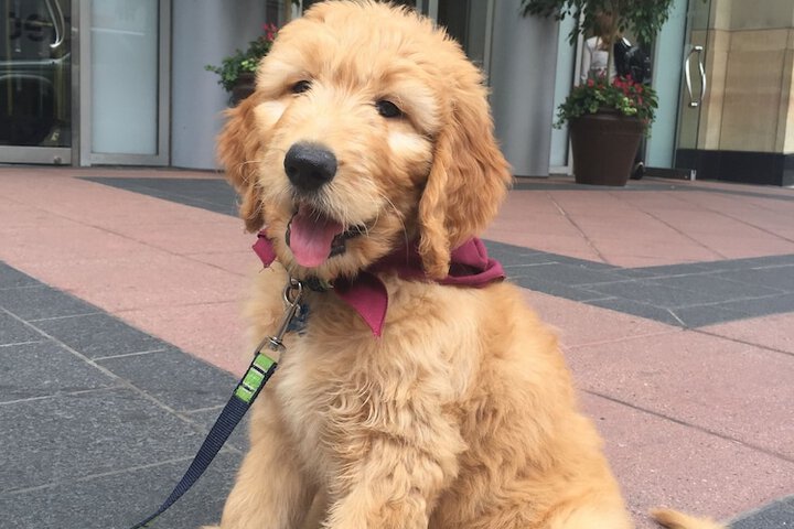 Pet Friendly 136 of 182
