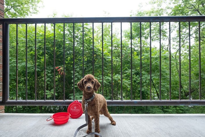 Pet-friendly
