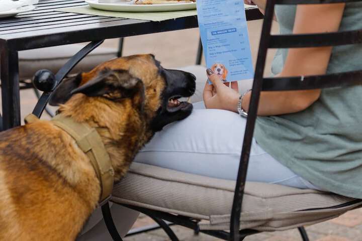 Pet Friendly 121 of 198