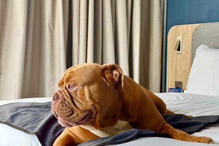 Pet Friendly 19 of 71