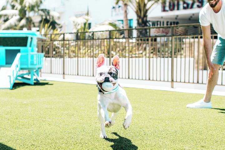 Pet-friendly