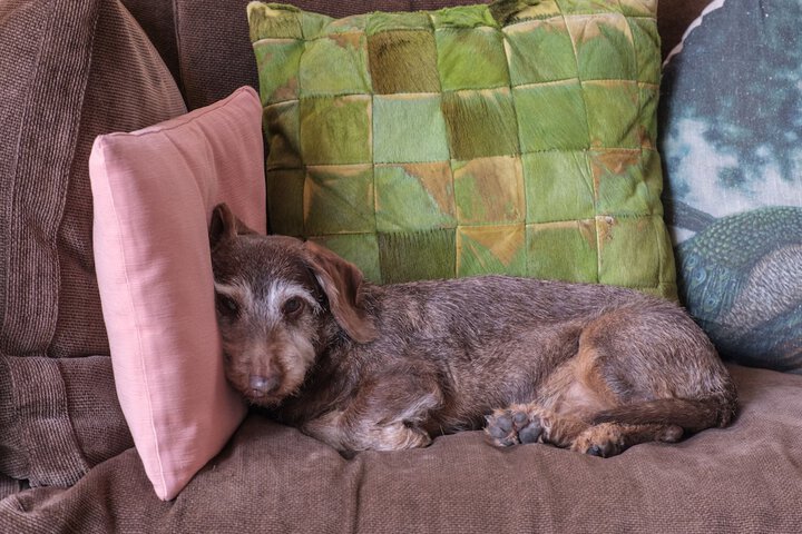 Pet Friendly 32 of 73