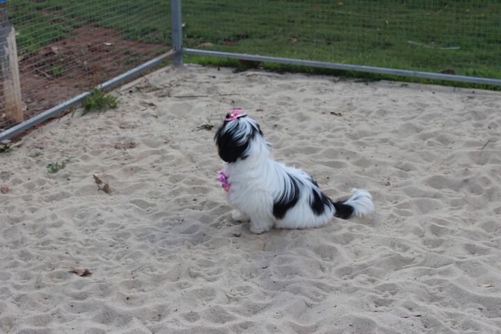 Pet Friendly 147 of 213