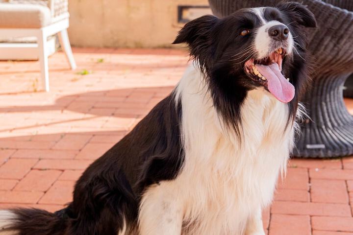 Pet Friendly 33 of 50