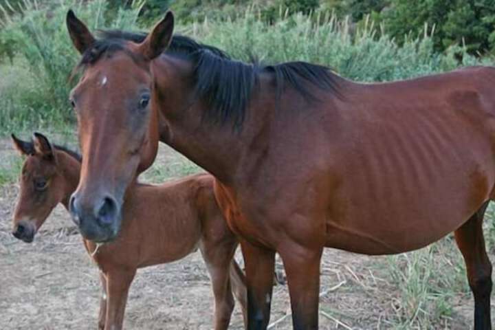 Horseback riding