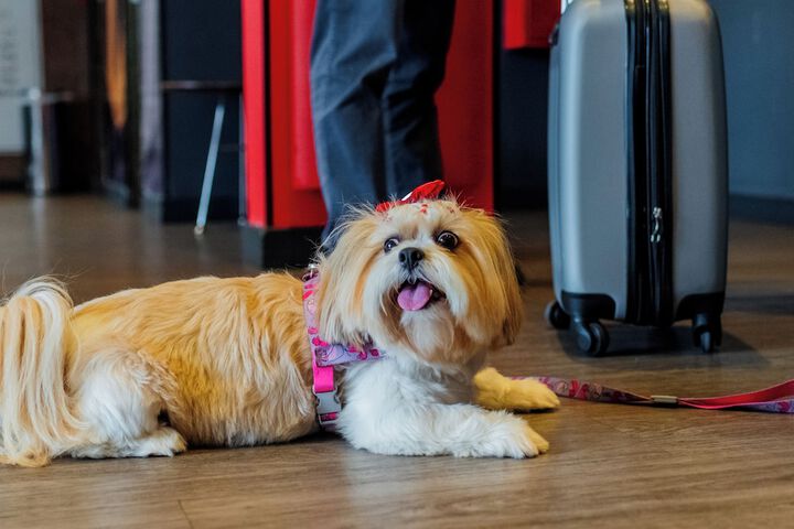 Pet Friendly 32 of 66