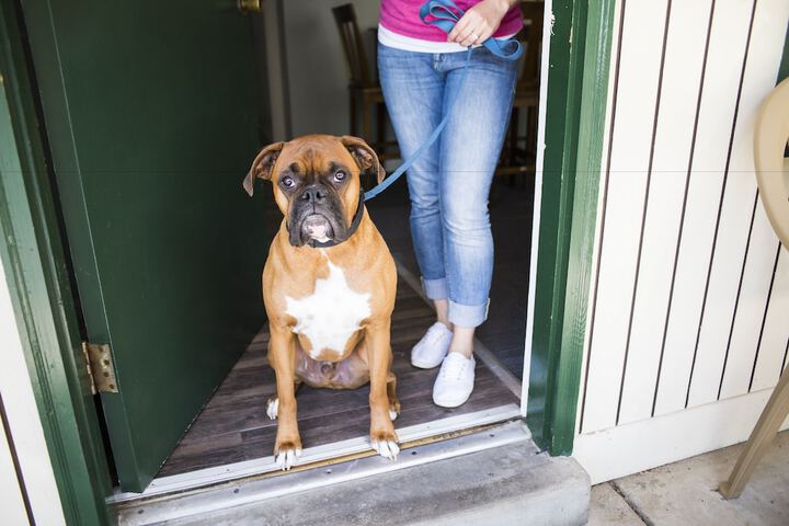 Pet Friendly 115 of 143