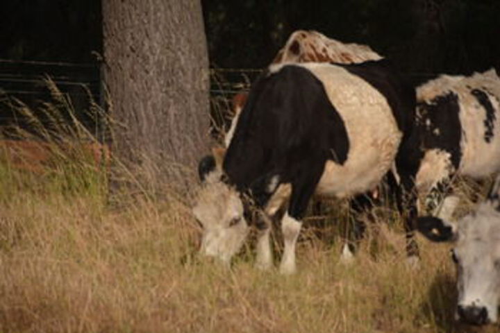 Property Grounds 49 of 54