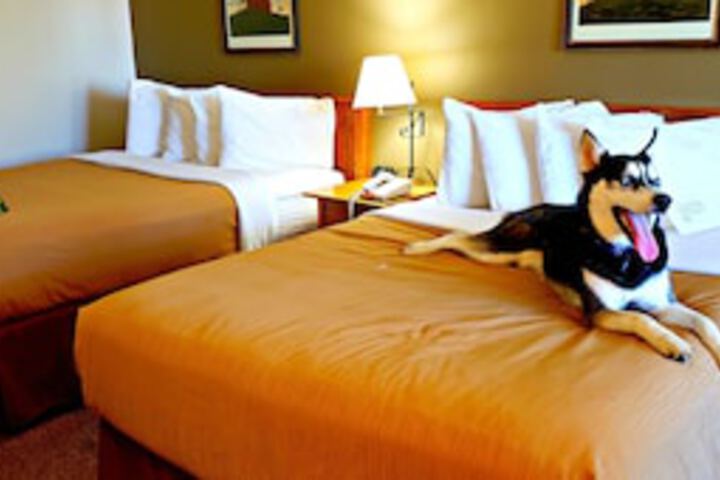 Pet-friendly