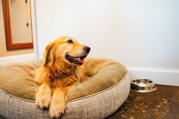 Pet Friendly 51 of 77