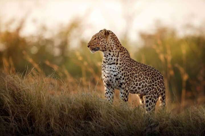 Game viewing