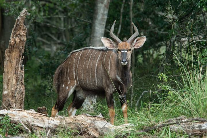 Game viewing
