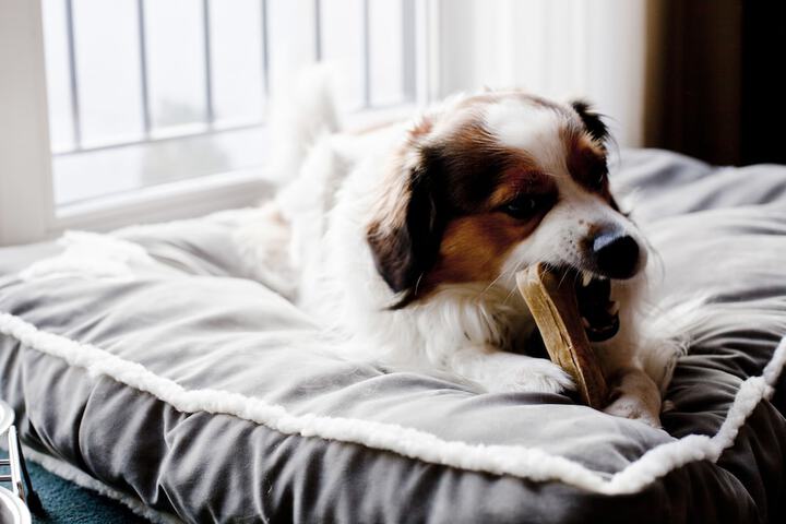 Pet-friendly
