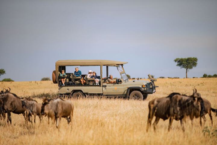Safari