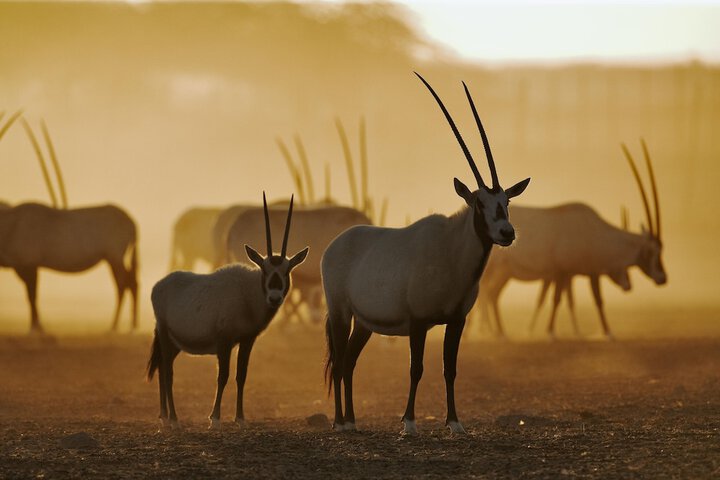 Safari