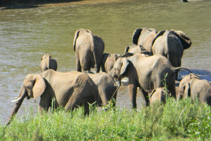 Safari