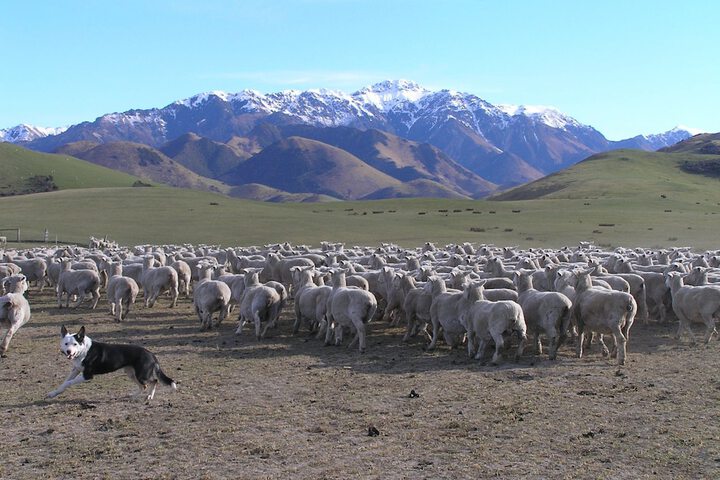Image of Pahau Downs High Quality Farmstay