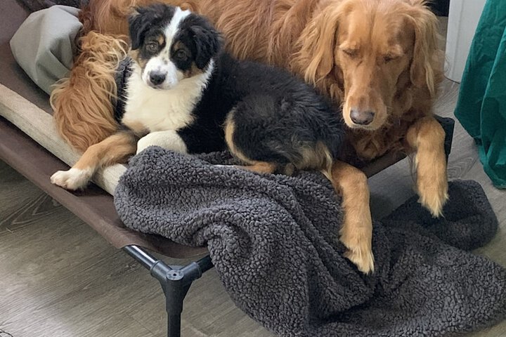 Pet Friendly 134 of 194