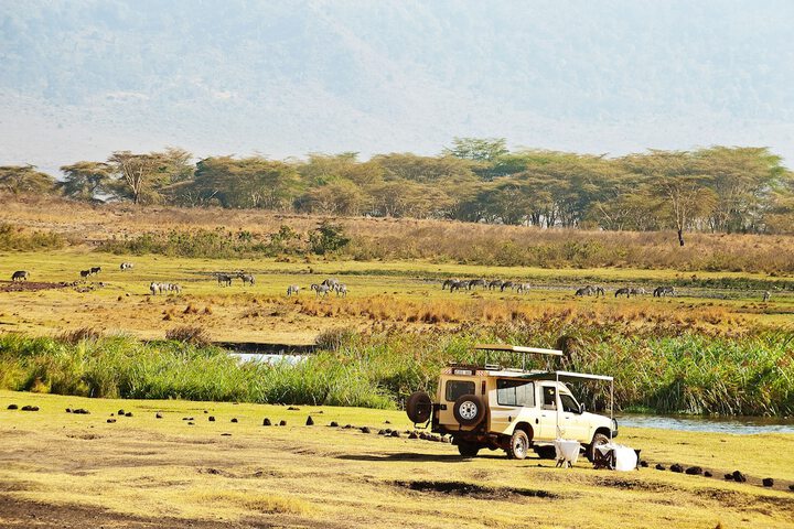 Safari